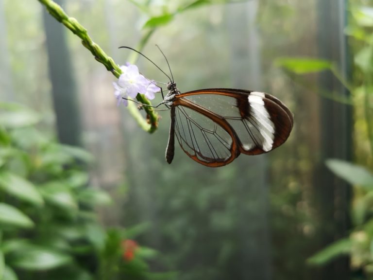 Greenhouse Heaters For The Perfect Butterfly Habitat | Hotbox Heaters